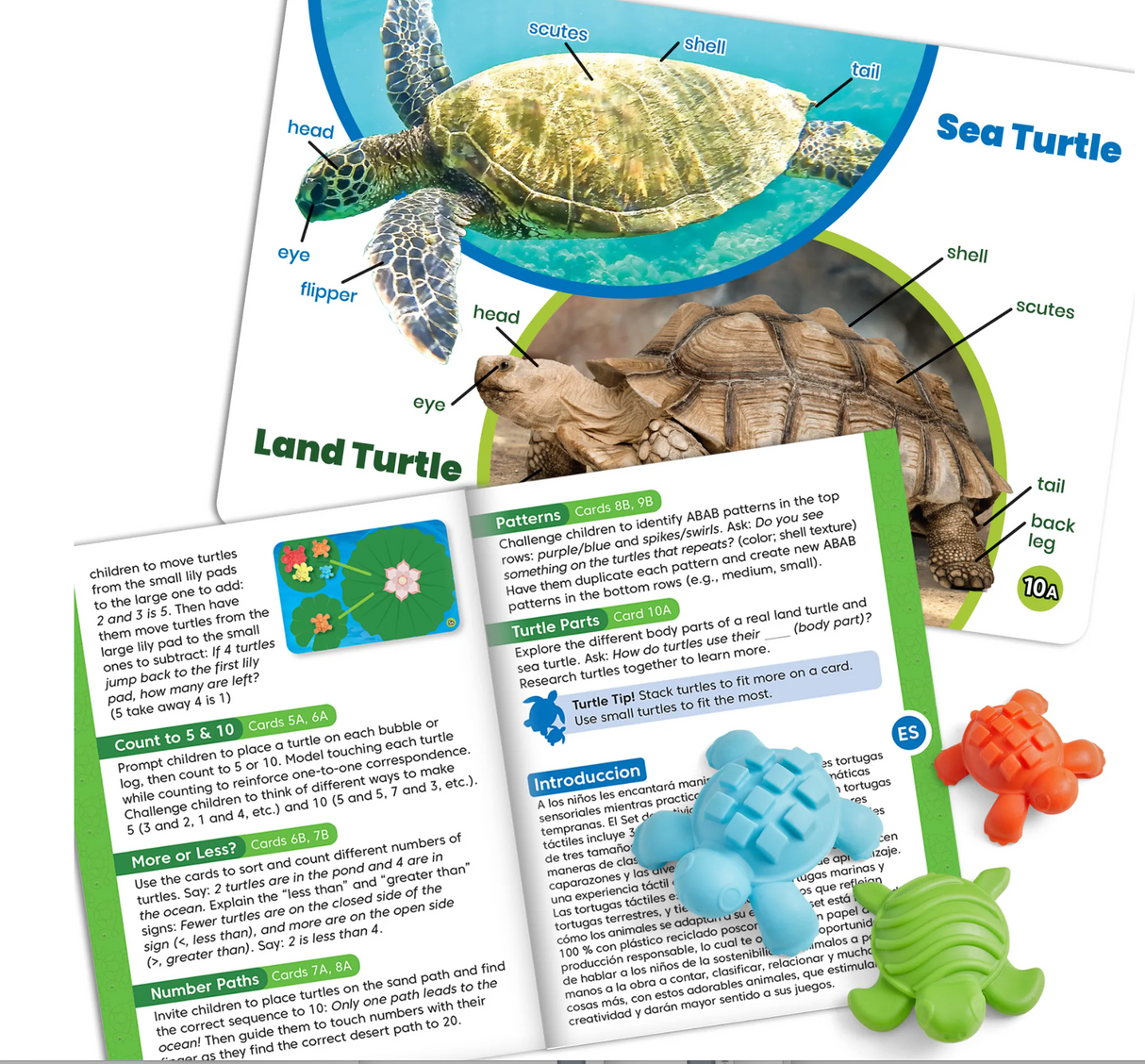 Tactile Turtles Math Activity Set